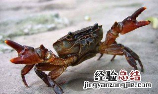 河蟹四亩五公养殖方法 四个方面着手