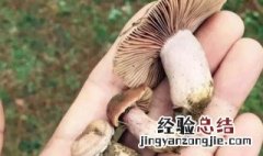 吃滑子菇会中毒吗 吃滑子菇的好处
