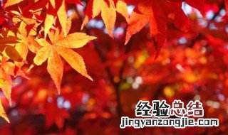 关于秋天的作文800字 八年级关于秋天的作文800字