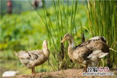 养2000只鸭利润是多少 养鸭1000只利润和成本是多少