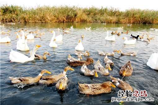 养2000只鸭利润是多少 养鸭1000只利润和成本是多少
