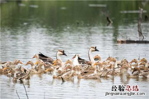 养2000只鸭利润是多少 养鸭1000只利润和成本是多少
