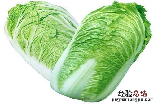 种白菜的方法怎么种 种白菜的方法和步骤