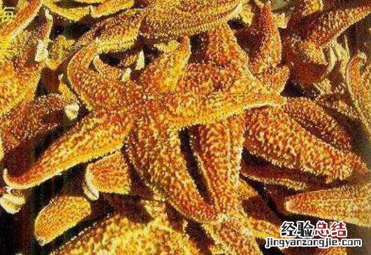 海星可以吃? 海星能吃吗，海星怎么吃