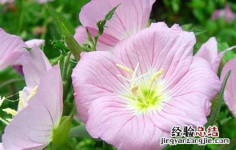 月见草种植技术与效益 月见草种植技术