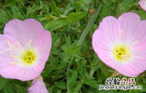月见草种植技术与效益 月见草种植技术