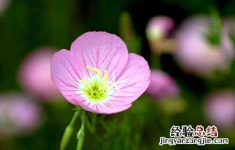 月见草种植技术与效益 月见草种植技术