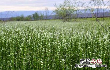 乌拉草是什么? 乌拉草是什么草