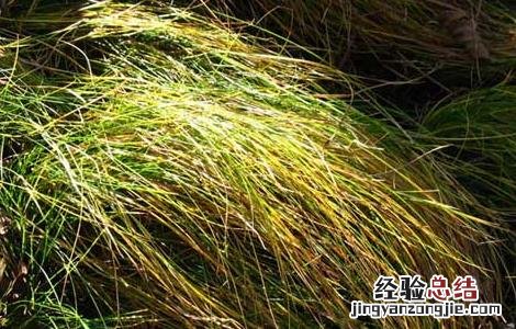 乌拉草是什么? 乌拉草是什么草