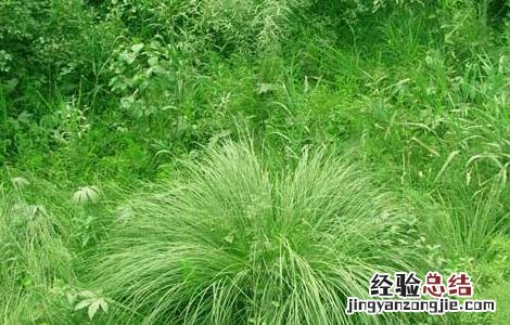 乌拉草是什么? 乌拉草是什么草