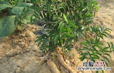牛大力种植技术 牛大力种植技术,种植前景如何?