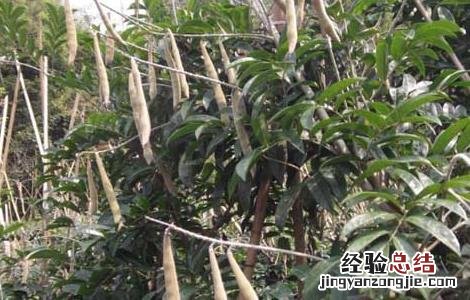 牛大力种植技术 牛大力种植技术,种植前景如何?