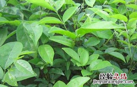 牛大力种植技术 牛大力种植技术,种植前景如何?