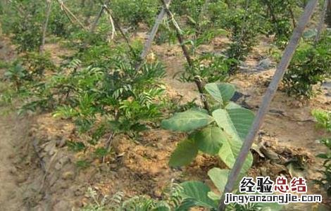 牛大力种植技术 牛大力种植技术,种植前景如何?