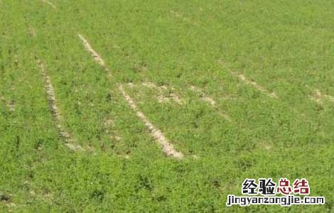 黄芪种子怎么种的 黄芪种子怎么种