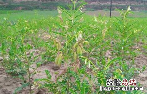 黄芪种子怎么种的 黄芪种子怎么种
