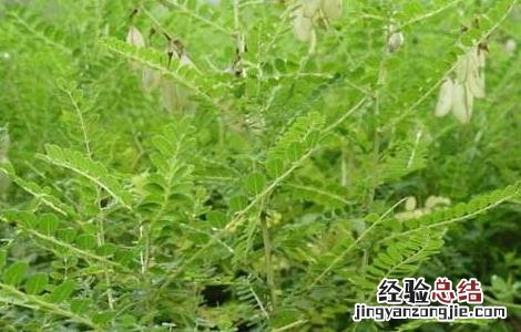 黄芪种子怎么种的 黄芪种子怎么种