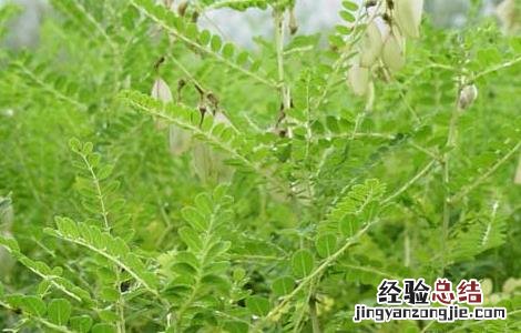 黄芪种子怎么种的 黄芪种子怎么种