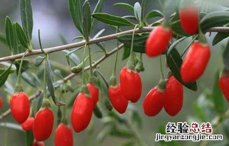 枸杞树苗培育技术 枸杞子树苗种植技术