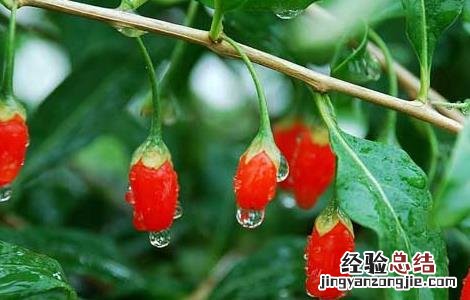 枸杞树苗培育技术 枸杞子树苗种植技术