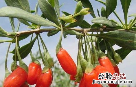 枸杞树苗培育技术 枸杞子树苗种植技术