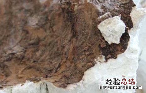 茯苓产地在哪里 云南茯苓产地在哪里