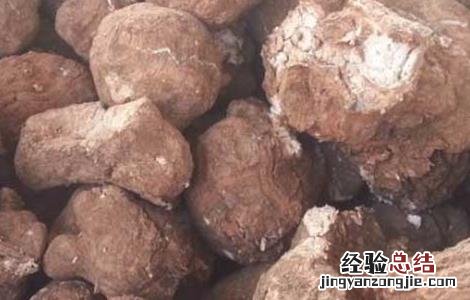 茯苓高产种植技术 茯苓高产栽培技术