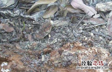 茯苓高产种植技术 茯苓高产栽培技术