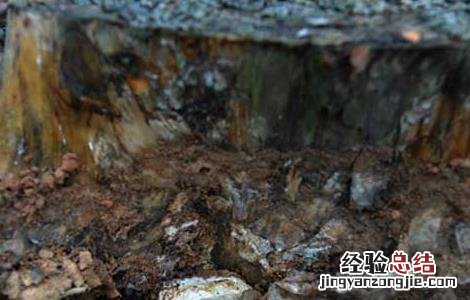 茯苓高产种植技术 茯苓高产栽培技术