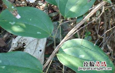 土茯苓是什么植物 土茯苓是什么植物图片