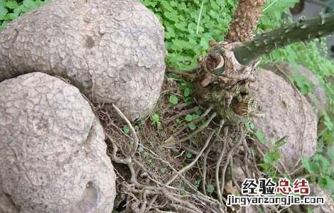 土茯苓是什么植物 土茯苓是什么植物图片