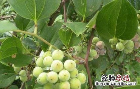 土茯苓是什么植物 土茯苓是什么植物图片