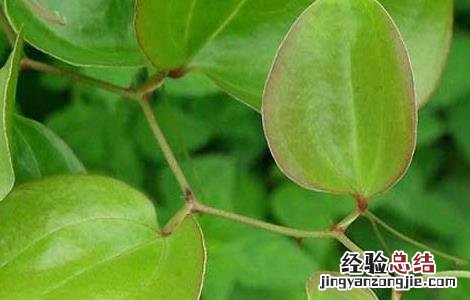 土茯苓是什么植物 土茯苓是什么植物图片