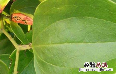 土茯苓是什么植物 土茯苓是什么植物图片