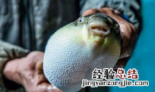 吃河豚会长胖吗 吃河豚的好处