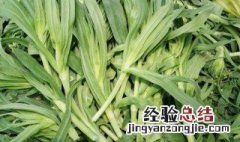面条菜是什么 面条菜到底是啥