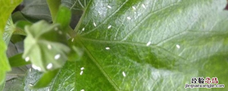 呋虫胺使用方法 仙葩呋虫胺使用方法