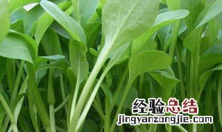 萝卜鸡毛菜的功效与作用 鸡毛菜的功效与作用