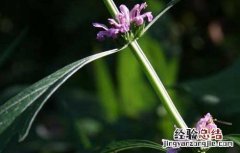 益母草产地在哪里?四月份的益母草蜂蜜能产出来吗 益母草产地在哪里