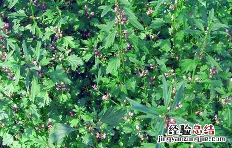 益母草产地在哪里?四月份的益母草蜂蜜能产出来吗 益母草产地在哪里