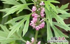益母草种子怎么种植 益母草种子怎么种