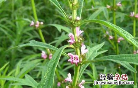 益母草种子怎么种植 益母草种子怎么种
