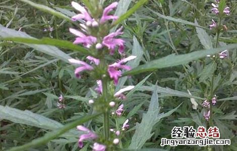益母草种子怎么种植 益母草种子怎么种