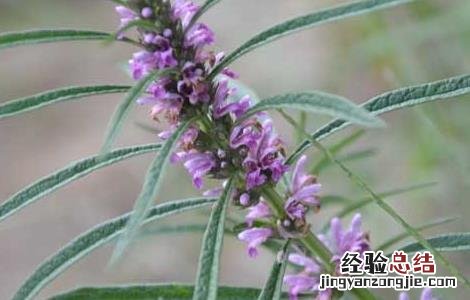 益母草种子怎么种植 益母草种子怎么种