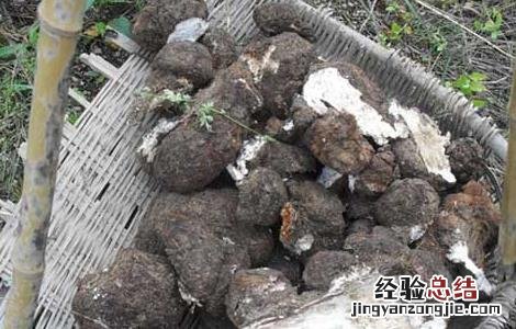 茯苓是什么东西做成的 茯苓是什么东西