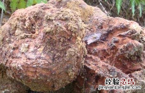 茯苓是什么东西做成的 茯苓是什么东西