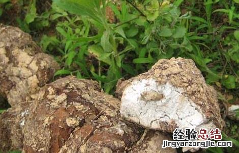 茯苓是什么东西做成的 茯苓是什么东西