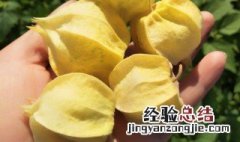 姑娘果是什么 姑娘果简介