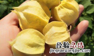 姑娘果是什么 姑娘果简介