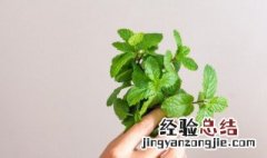 新鲜的薄荷怎么吃最好 如何食用新鲜的薄荷